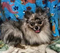 LINDSAY , a female Pomeranian and Morkie for sale in Snowflake, AZ – 2 of 9
