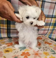 Spot, a male Maltese and Shih Tzu for sale in Snowflake, AZ – 7 of 9