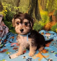 Boscoe, a male Morkie for sale in Snowflake, AZ – 2 of 6
