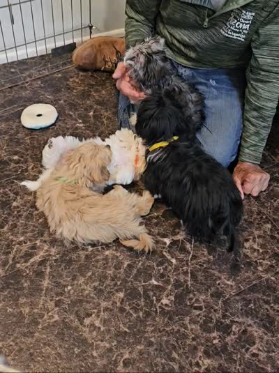 CATHRINE, a female Morkie for sale in Snowflake, AZ – 6 of 6