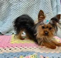 TOTO, a male Yorkshire Terrier and Morkie for sale in Snowflake, AZ – 2 of 9