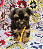 MILLIE, a female Yorkshire Terrier and Morkie for sale in Snowflake, AZ – 3 of 8