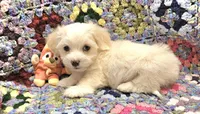 Moses, a male Maltese for sale in Snowflake, AZ – 3 of 6