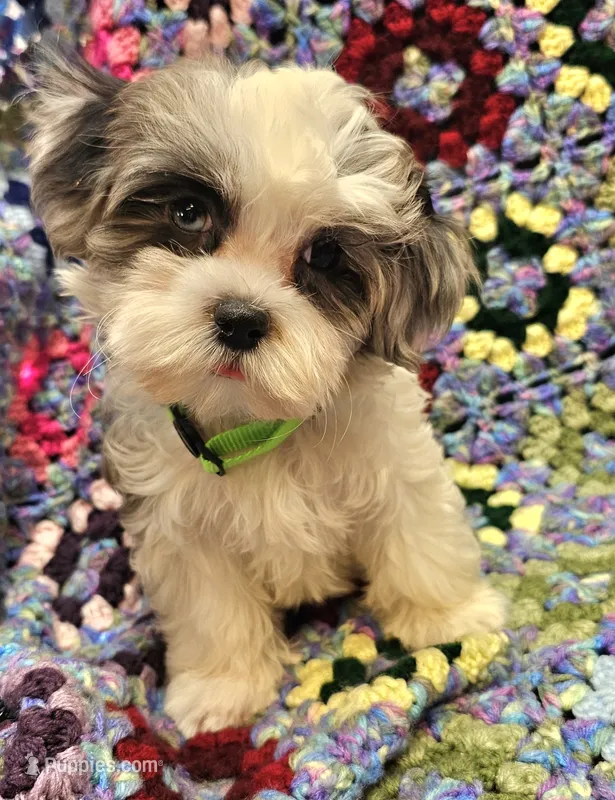 SUMMER  – Maltese, Toy Australian Shepherd puppy for sale in Snowflake, AZ