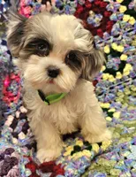 SUMMER , a female Maltese and Toy Australian Shepherd for sale in Snowflake, AZ – 1 of 8