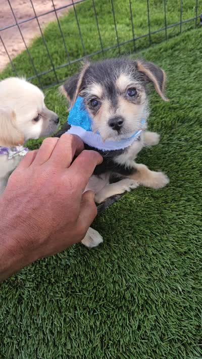 SARA, a female Morkie for sale in Snowflake, AZ – 7 of 7