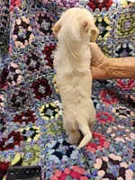 Rebecca , a female Morkie for sale in Snowflake, AZ – 4 of 7
