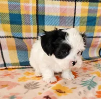 Paul, a male Morkie and Mal Shi for sale in Snowflake, AZ – 3 of 6