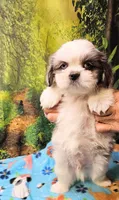 SINATRA , a male Toy Australian Shepherd and Mal Shi for sale in Snowflake, AZ – 6 of 8
