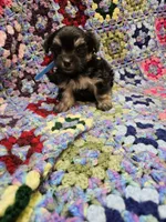 THOMAS, a male Maltese and Morkie for sale in Snowflake, AZ – 3 of 7