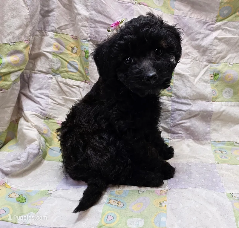 Dixie, a female Maltipoo for sale in Snowflake, AZ – Photo 1 of 10