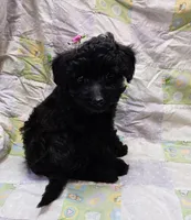 Dixie, a female Maltipoo for sale in Snowflake, AZ – Photo 4 of 10