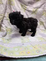 Dixie, a female Maltipoo for sale in Snowflake, AZ – Photo 5 of 10