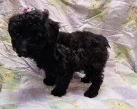 Dixie, a female Maltipoo for sale in Snowflake, AZ – Photo 2 of 10