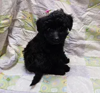 Dixie, a female Maltipoo for sale in Snowflake, AZ – Photo 3 of 10