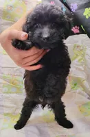 Dixie, a female Maltipoo for sale in Snowflake, AZ – Photo 7 of 10