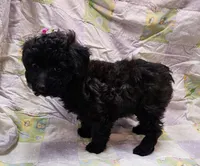 Dixie, a female Maltipoo for sale in Snowflake, AZ – Photo 6 of 10