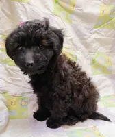 Dixie, a female Maltipoo for sale in Snowflake, AZ – Photo 10 of 10