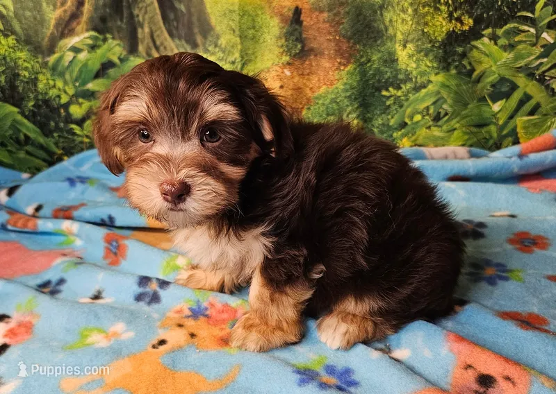 Hershey – Morkie puppy for sale in Snowflake, AZ