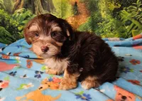 Hershey, a male Morkie for sale in Snowflake, AZ – 1 of 7