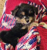 LINDA, a female Pomeranian and Morkie for sale in Snowflake, AZ – 5 of 8
