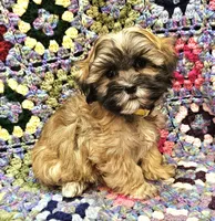 LINDSAY , a female Maltese and Toy Australian Shepherd for sale in Snowflake, AZ – 1 of 8