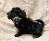 NAOMI, a female Maltipoo for sale in Snowflake, AZ – 4 of 6