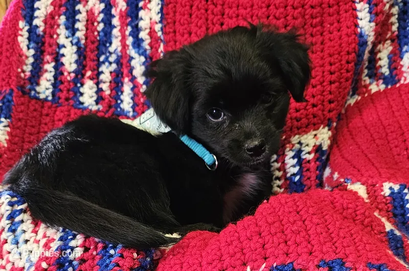 LEROY  – Pomeranian, Morkie puppy for sale in Snowflake, AZ