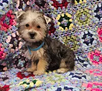 LONDON , a male Morkie for sale in Snowflake, AZ – 5 of 7