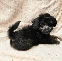 NAOMI, a female Maltipoo for sale in Snowflake, AZ – 3 of 6