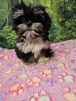 FANNY, a female Toy Australian Shepherd and Mal Shi for sale in Snowflake, AZ – 6 of 7