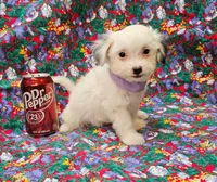 Pupcake, a female Morkie for sale in Snowflake, AZ – 5 of 7