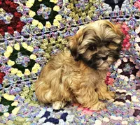 LINDSAY , a female Maltese and Toy Australian Shepherd for sale in Snowflake, AZ – 3 of 8