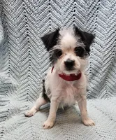 Severide, a male Malchi for sale in Snowflake, AZ – 4 of 5