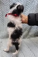 Severide, a male Malchi for sale in Snowflake, AZ – 5 of 5
