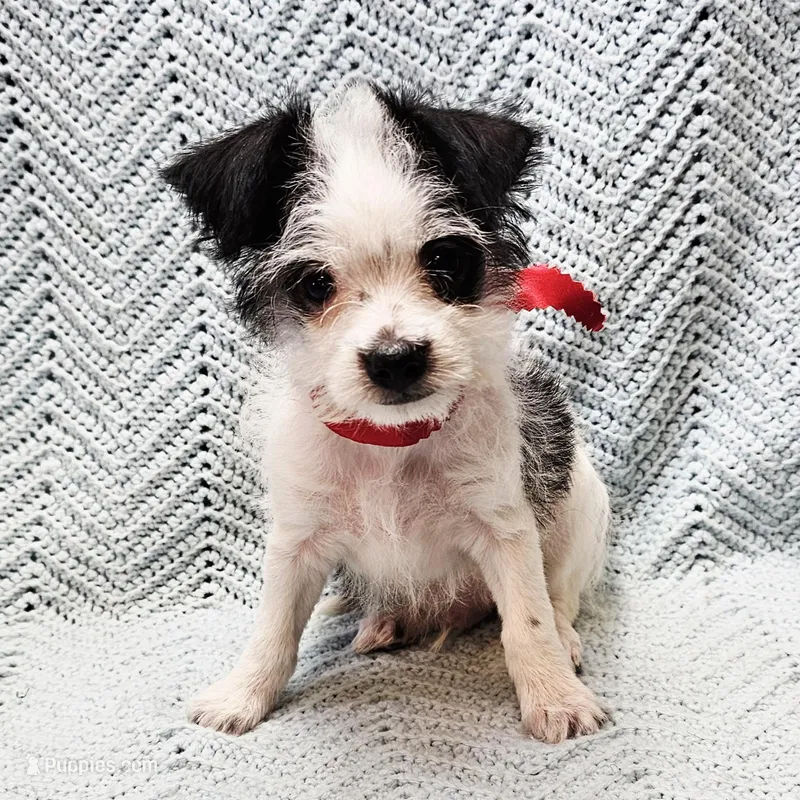 Severide – Malchi puppy for sale in Snowflake, AZ