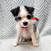 Severide, a male Malchi for sale in Snowflake, AZ – 1 of 5