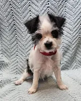 Severide, a male Malchi for sale in Snowflake, AZ – 3 of 5