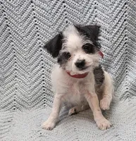Severide, a male Malchi for sale in Snowflake, AZ – 2 of 5