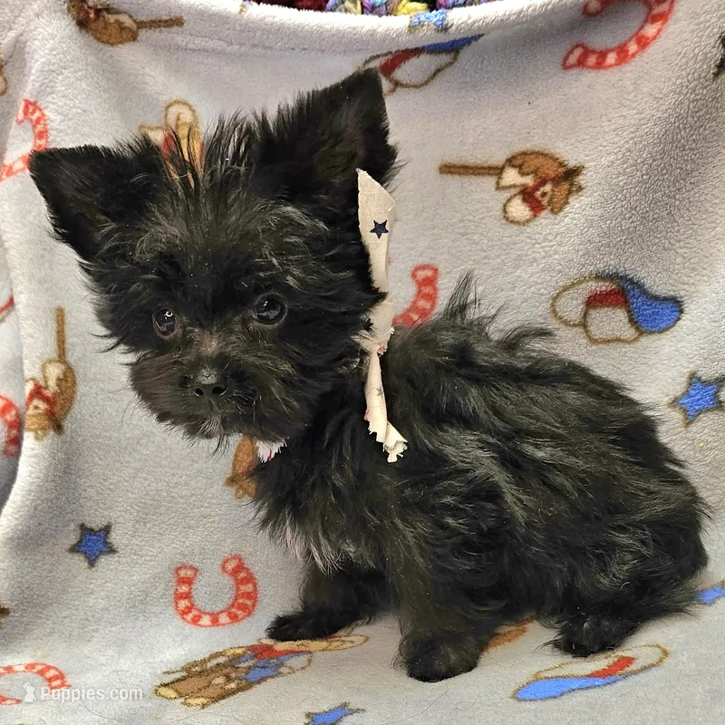 TOTO – Yorkshire Terrier, Morkie puppy for sale in Snowflake, AZ