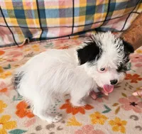 Pistol , a male Maltese and Yorkshire Terrier for sale in Snowflake, AZ – 7 of 10