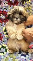 LINDSAY , a female Maltese and Toy Australian Shepherd for sale in Snowflake, AZ – 5 of 8