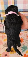 Whitney , a female Yorkipoo for sale in Snowflake, AZ – 2 of 8