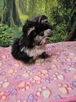 FANNY, a female Toy Australian Shepherd and Mal Shi for sale in Snowflake, AZ – 7 of 7