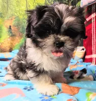 MACKY, a male Toy Australian Shepherd and Mal Shi for sale in Snowflake, AZ – 2 of 8