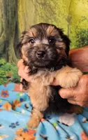 Danny , a male Morkie for sale in Snowflake, AZ – 5 of 7