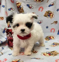 Puperoni, a male Morkie for sale in Snowflake, AZ – 4 of 10