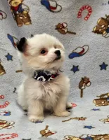 Pupsicle, a male Morkie for sale in Snowflake, AZ – 6 of 7