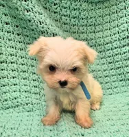 CASPER , a male Maltese and Morkie for sale in Snowflake, AZ – 6 of 8