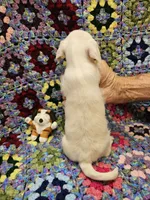 Rachel , a female Morkie for sale in Snowflake, AZ – 2 of 5